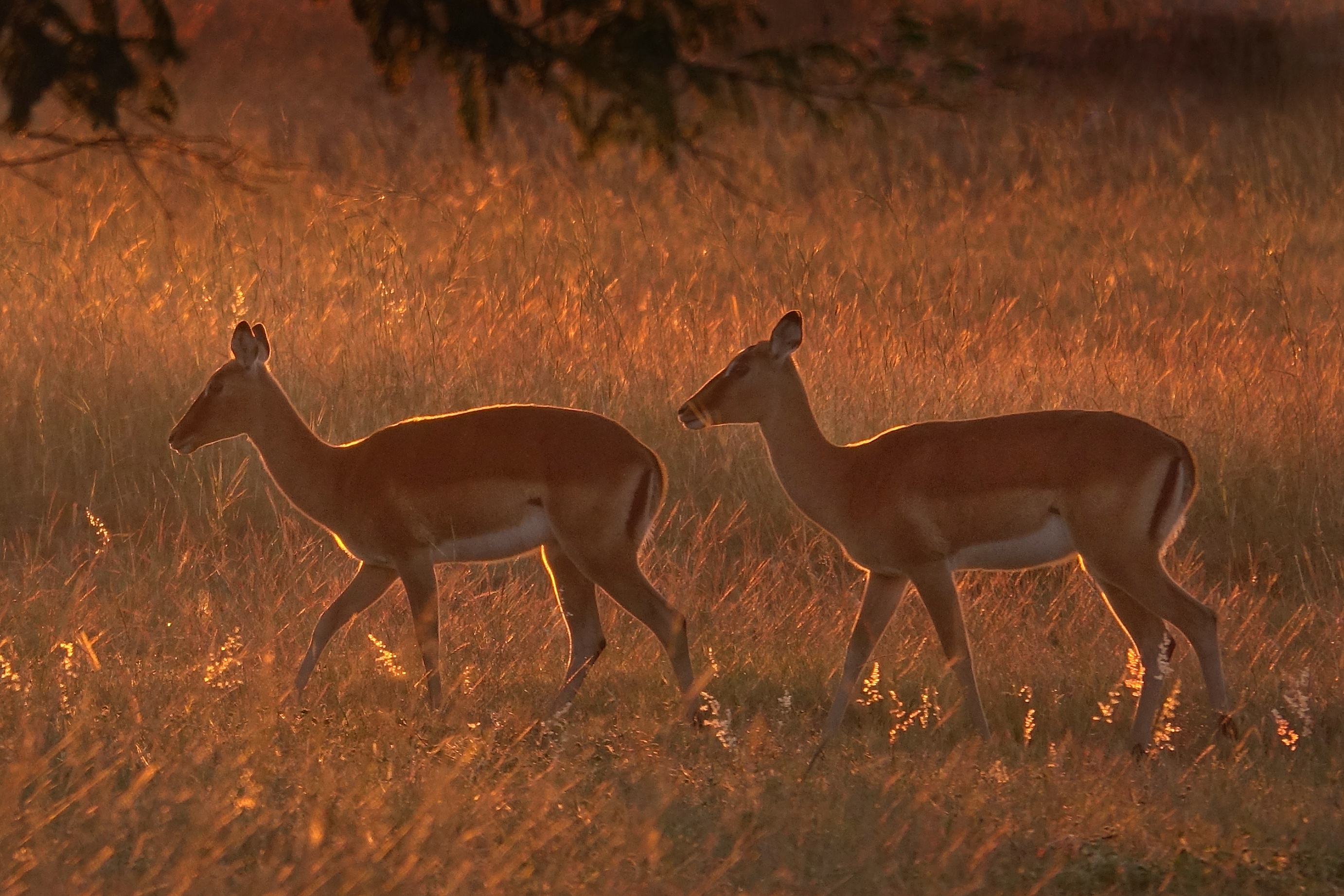 Antilopes
